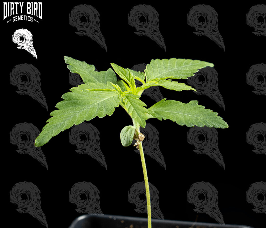 Cannabis Seedling Stage