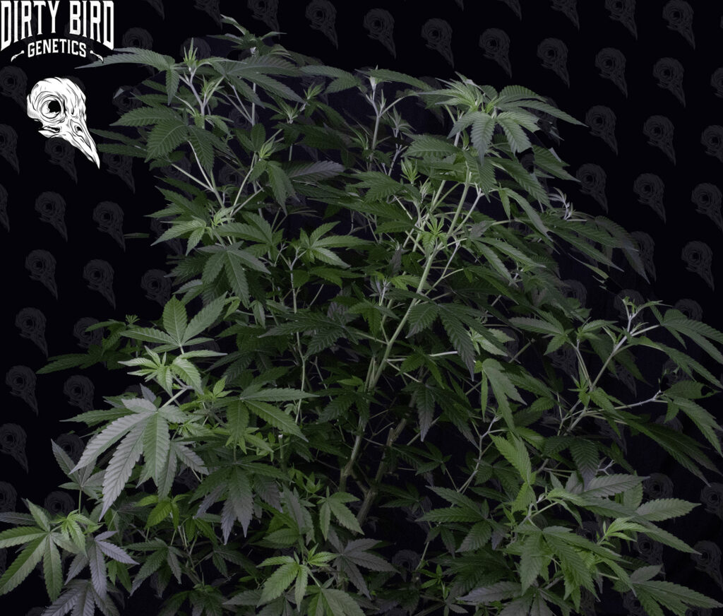 Cannabis Vegitative Stage