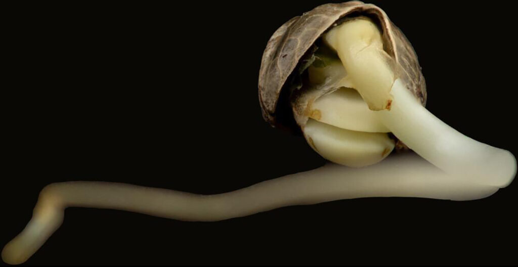 Cannabis Sex Cotyledon